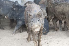 A group of feral hogs