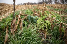 Green leaves of cover crops growing up between the withered grass and crops