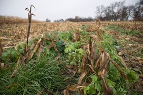 Green leaves of cover crops growing up between the withered grass and crops