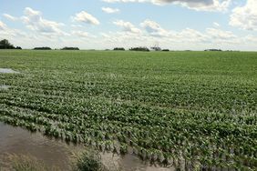 FloodedCornField-WideShot