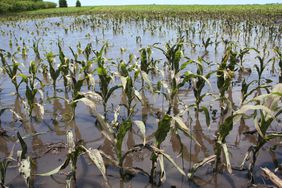 A flooded corn field during the middle of the growing season.