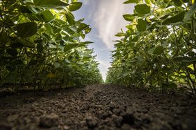 Soybean field