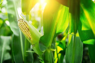 Fresh cob of ripe corn on green field at sunset