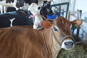 A Holstein and a Jersey cow