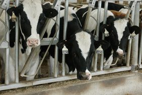 A dairy farm in Iowa.