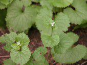 Garlic Mustard