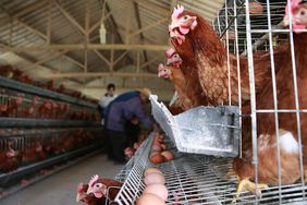 chickens at a poultry farm