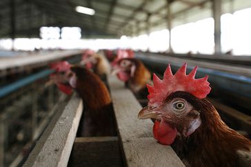 Bird Flu Increases The Threat To Chicken Farmers Livelihoods