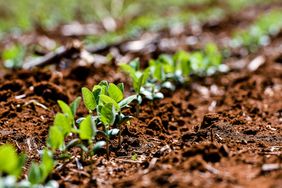 A stripe of growing soybean plants in Mato Grosso, Brazil.