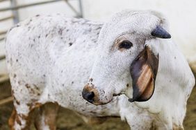 A white and black speckled calf