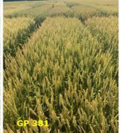 GP 381 wheat variety