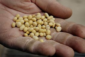 A handful of grain soybeans, recently tested and found not to have been genetically modified.