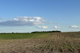 A field of recently emerged corn and soybeans in Grandview, Iowa