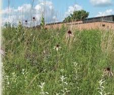 Prairie grasses