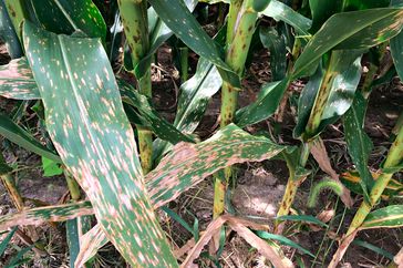 Gray leaf spot