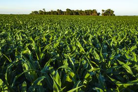 greencornfield