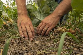 A pair of hands dig into the ground, clearing away debris that lays on top of the soil