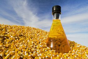 Harvested grain corn and a flask of corn oil, used both as a cooking oil and a feedstock used for biodiesel (biofuel)