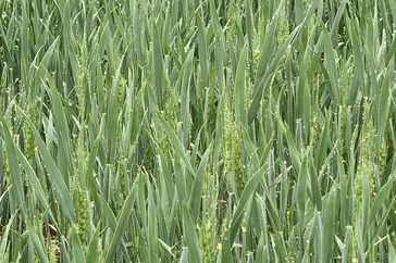 Green field of headed wheat