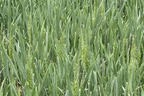 Green field of headed wheat