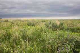 diverse-perennial-plants