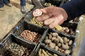 A potato farmer shows a cross-section of a potato