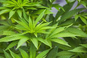 Largest Industrial Hemp Processing Plant Opens in Colorado