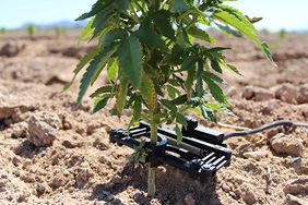 Arizona Hemp Grower Partners with Ag Tech Company to become more sustainable