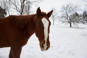 horse in snow