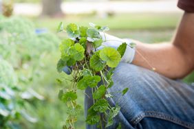 person holding Creeping Charlie weed pulled from garden 