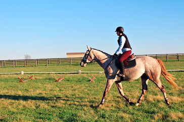 Kennedy Spriggs riding horse Pesto