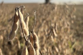 combine in a soybean field