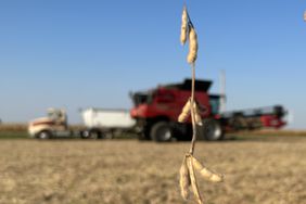 A soybean plant in focus with a combine and semi in the background.