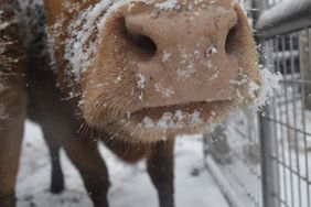 SimAngus cow in the snow