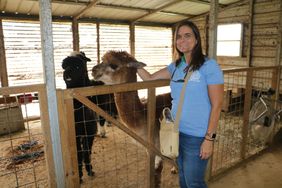 alpacca in barn