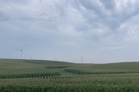 A field of tasseled Iowa corn with wind turbines in the background