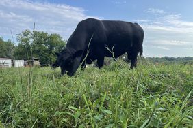 Angus bull on pasture