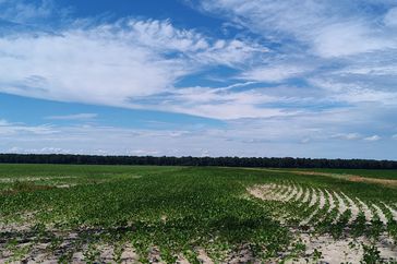 Tennessee soybean field