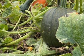 Green pumpkin and vines