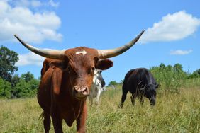 A Texas Longhorn stands in its summer pasture