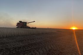 A combine in a bean field at sunset