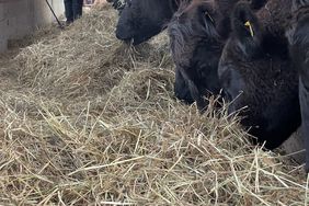 A group of Angus steers eat hay