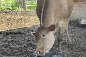 Cow licks off her newborn calf