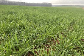 Winter wheat crop in Alabama