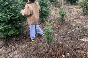 Christmas tree farm