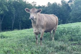 Red beef cow on pasture