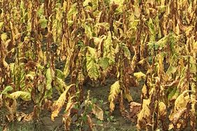 Tobacco after Hurricane Florence