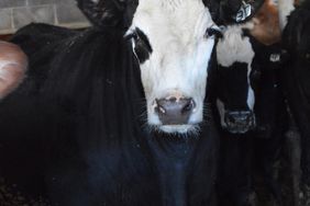 A black and white-faced feeder steer stands in its pen.