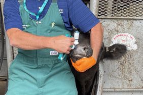 Veterinarian applies nasal vaccine to crossbred Angus steer.