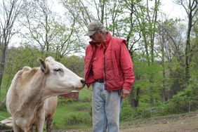 Grey and white crossbred SimAngus cow stands with farmer.